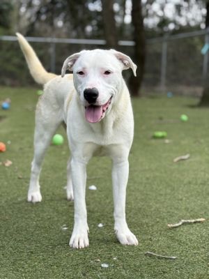 Trixie, Young Female Labrador Retriever