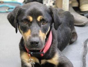 Daisy, Adult Female Rottweiler