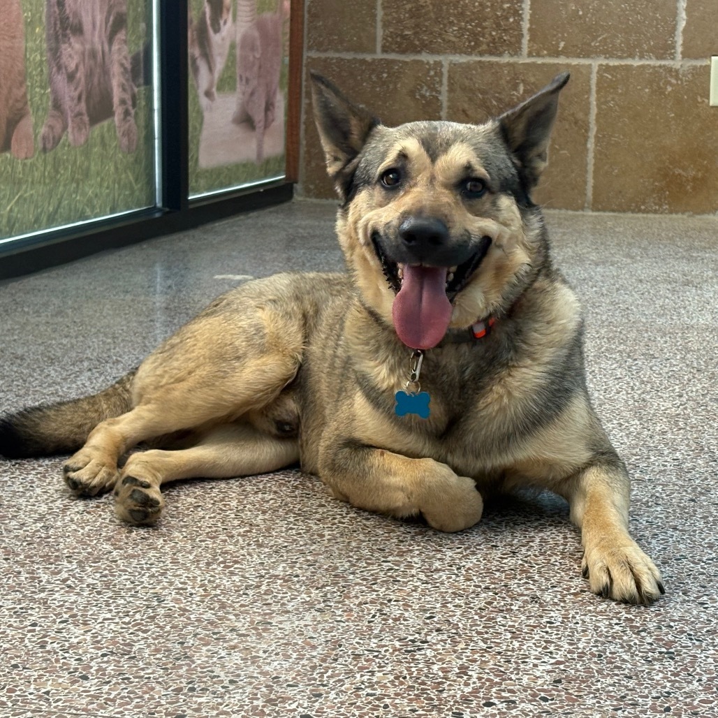 Louie, an adoptable Keeshond, Shepherd in Raytown, MO, 64133 | Photo Image 1