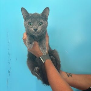 Maxx, Baby Female Domestic Short Hair