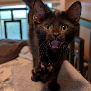 Zion, Baby Female Domestic Short Hair