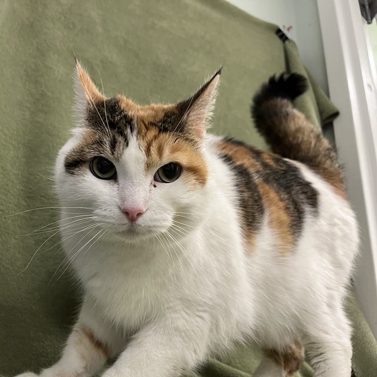 Zella