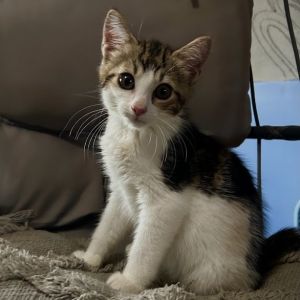 Vinny, Baby Male Domestic Short Hair