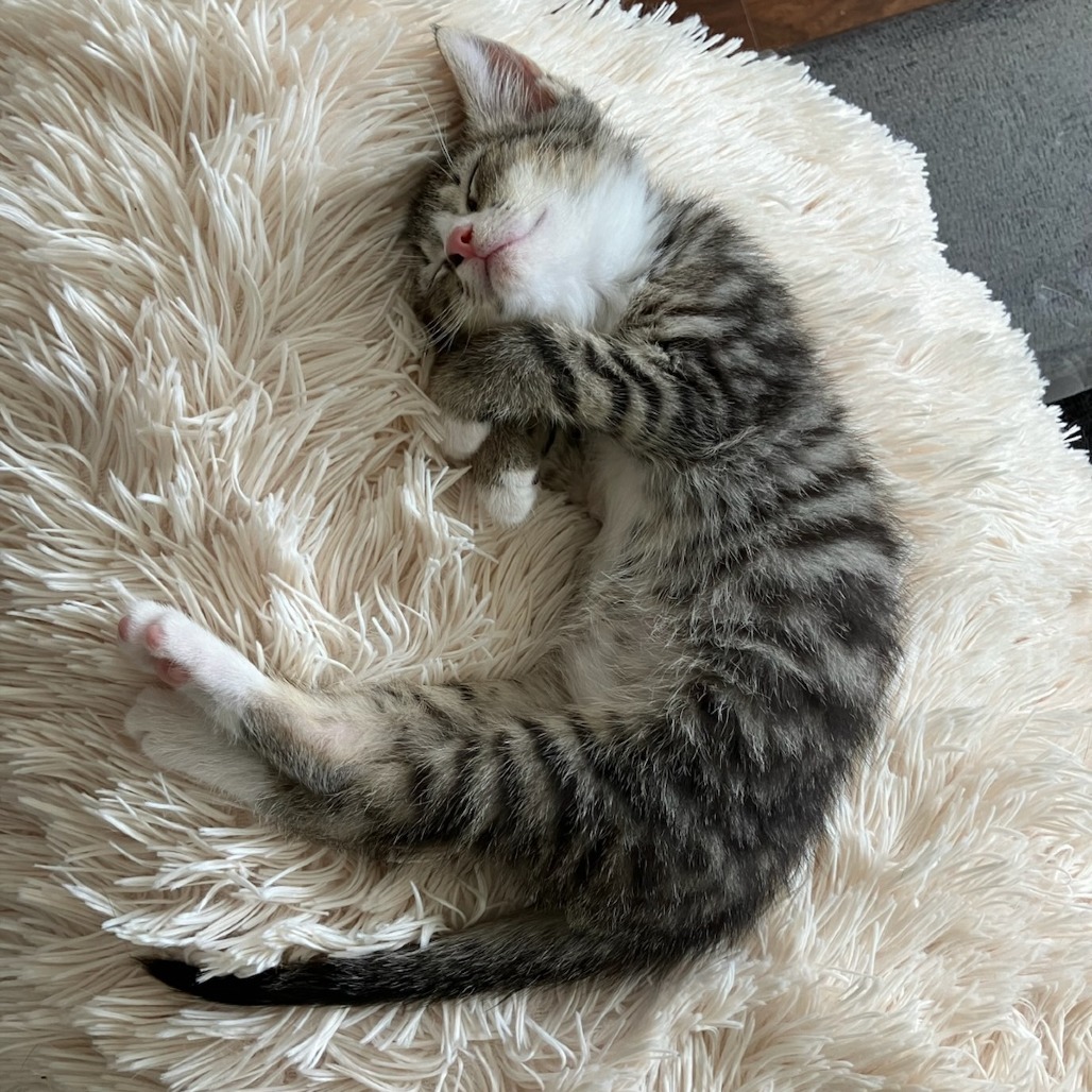 Swiss Roll