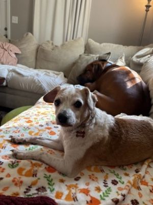 Zoey Beagle Dog