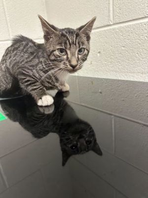Skeetch Domestic Short Hair Cat