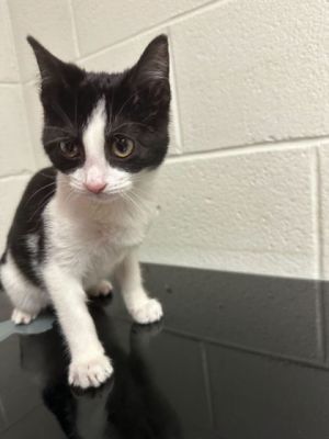 Princess Domestic Short Hair Cat