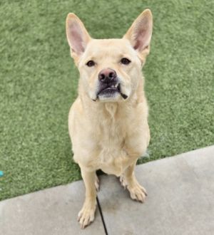 Ryder, Adult Male Mixed Breed
