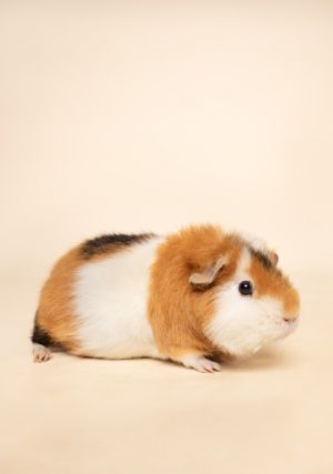 Pieces, Adult Female Guinea Pig