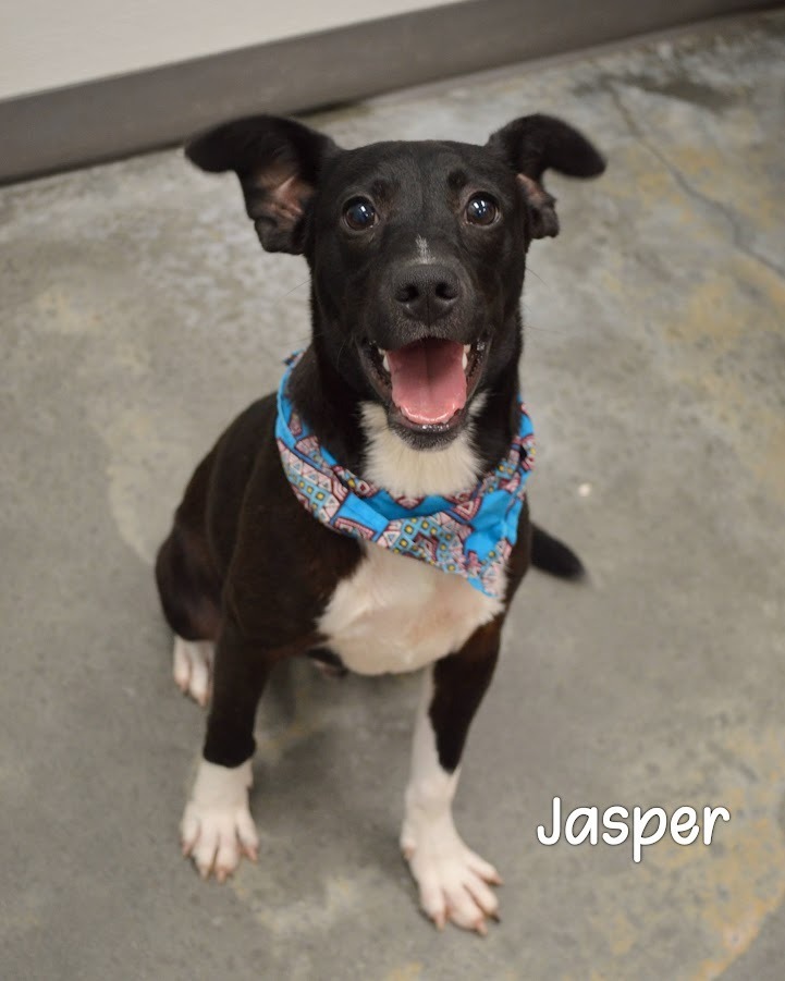 Jasper