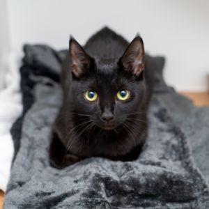 Indigo Domestic Short Hair Cat