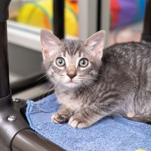 Reggie Domestic Short Hair Cat