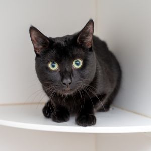 Gotham Domestic Short Hair Cat