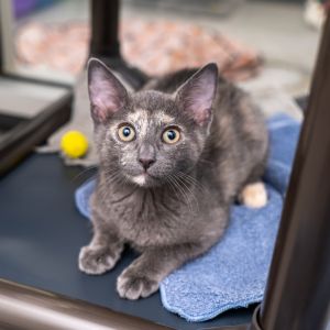Charlie Domestic Short Hair Cat