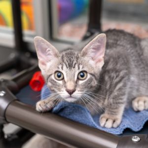 Jamie Domestic Short Hair Cat