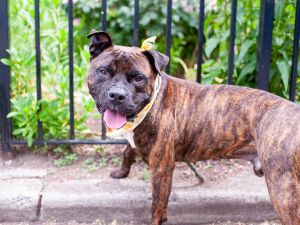 Chocolate Cookie Crunch Mixed Breed Dog