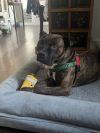 Choco Pie photo 6