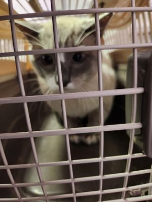 58807046, Adult Male Domestic Short Hair