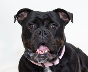 Rosie English Bulldog Dog