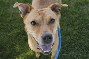 Greenie, Adult Female Mixed Breed