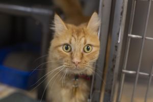Cheeseball, Young Male Domestic Medium Hair