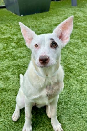 Echo, Young Female Mixed Breed