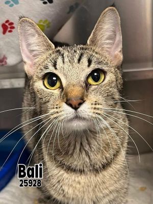 Bali Domestic Short Hair Cat