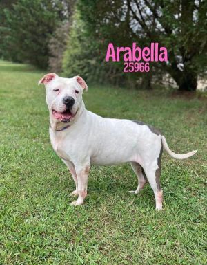 Arabella American Staffordshire Terrier Dog