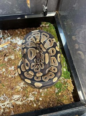 Basilisk Snake Scales, Fins & O