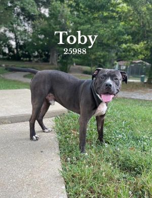 Toby Bullmastiff Dog
