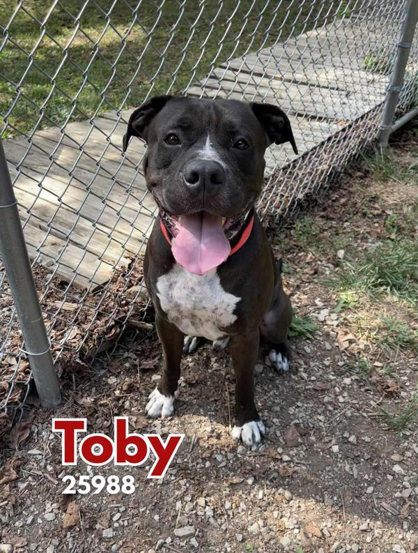 Toby, an adoptable Bullmastiff in Oak Ridge, TN, 37830 | Photo Image 1