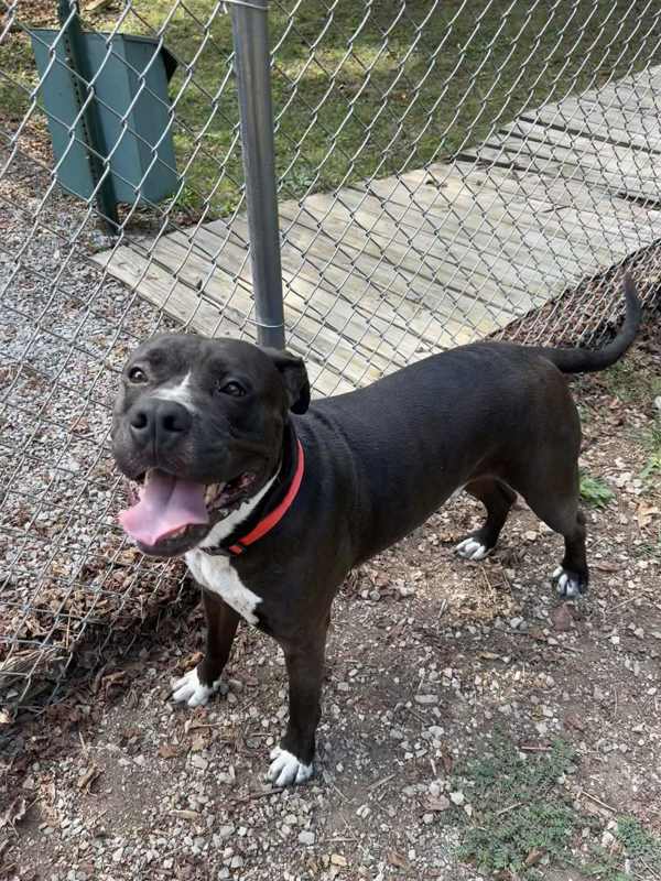 Toby, an adoptable Bullmastiff in Oak Ridge, TN, 37830 | Photo Image 3