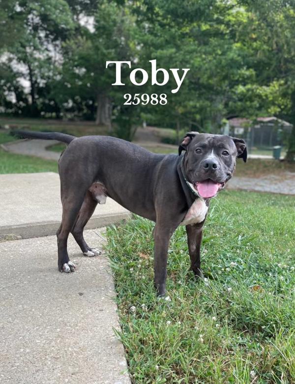 Toby, an adoptable Bullmastiff in Oak Ridge, TN, 37830 | Photo Image 4