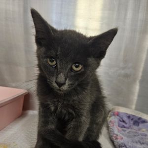 Shadow, Baby Male Domestic Short Hair