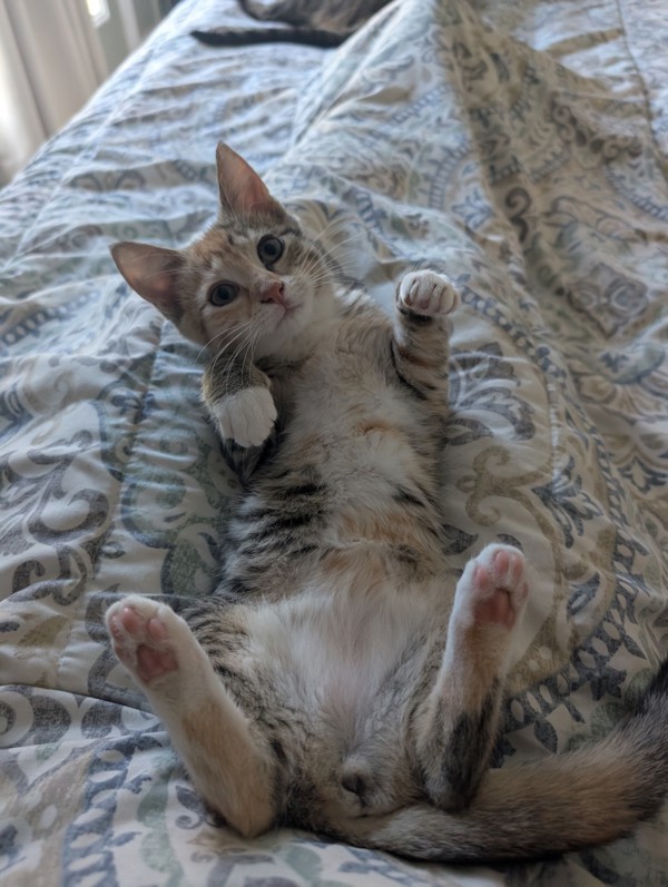 Huckleberry