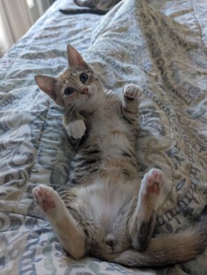 Huckleberry, Baby Female Domestic Short Hair