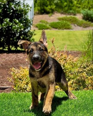 Penny, Baby Female Shepherd