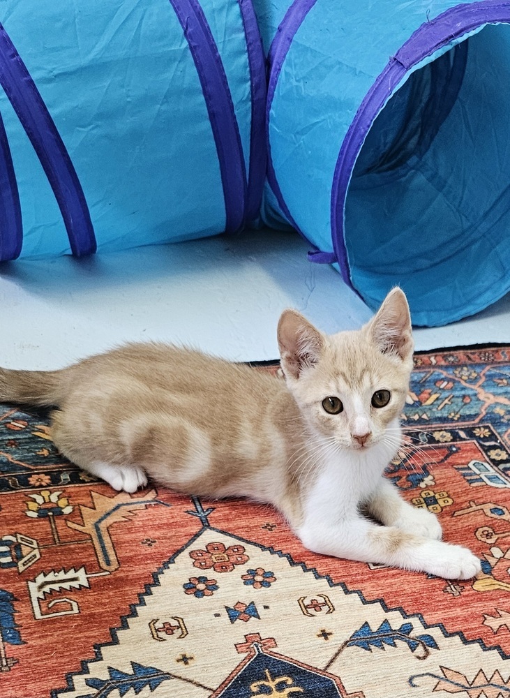 Peanut