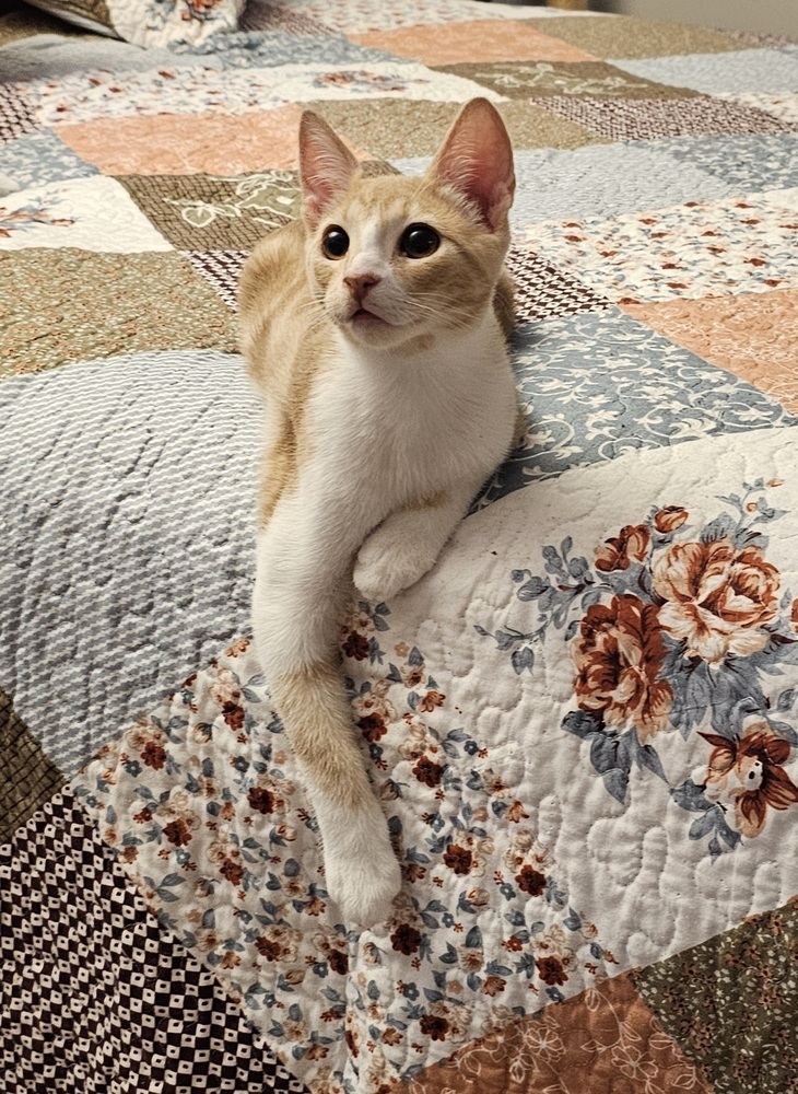 Peanut