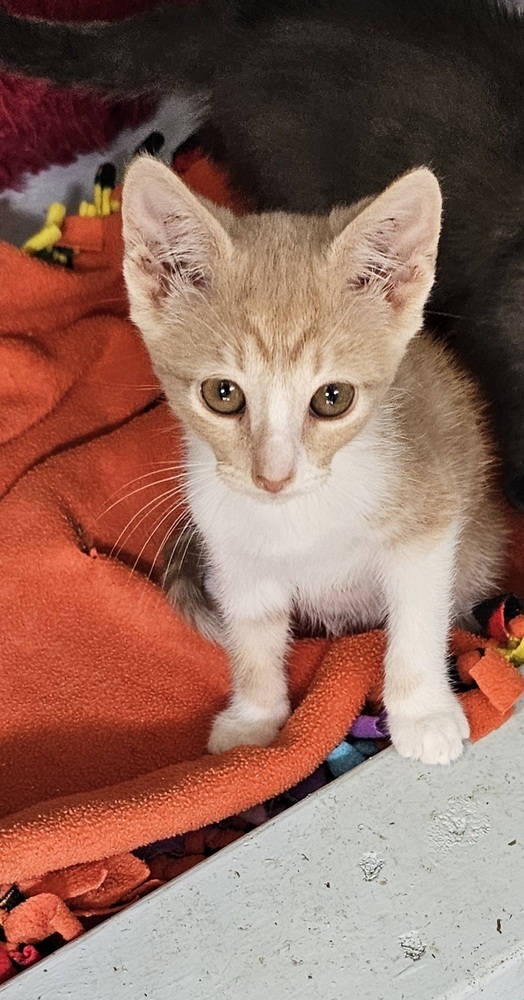 Peanut