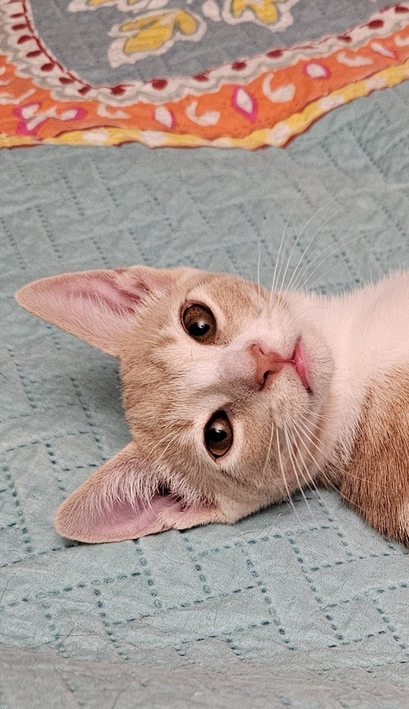 Peanut