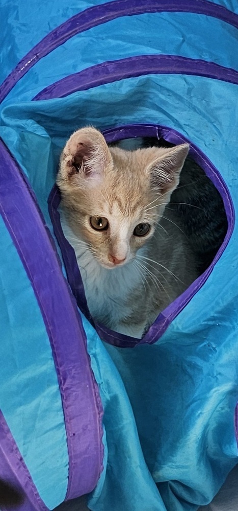 Peanut