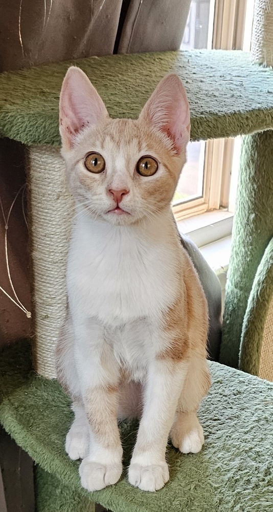 Peanut