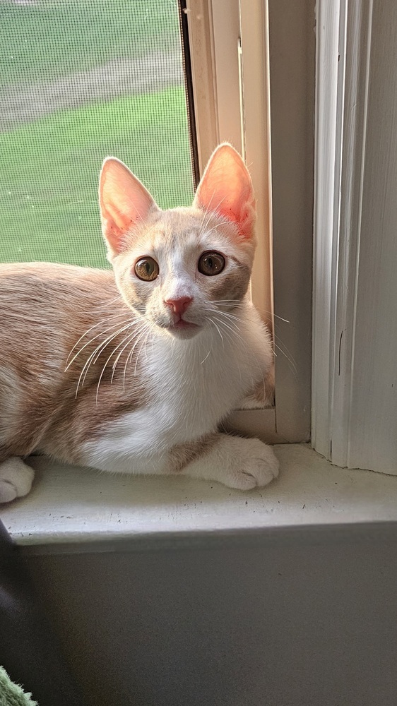 Peanut