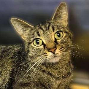Kimberly, Adult Female unknown