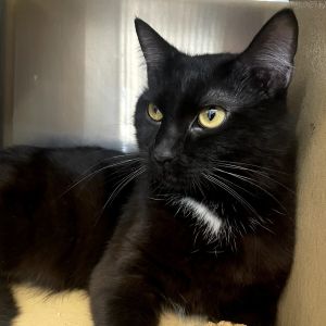 Shadow, Adult Male unknown