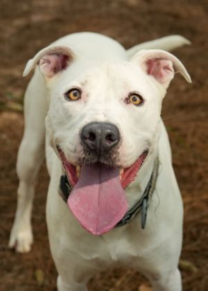 Arty 56477 Mixed Breed Dog