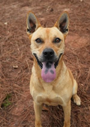 Joy is a 5-year-old female Carolina dog mix who is full of energy and loves to play with other dogs