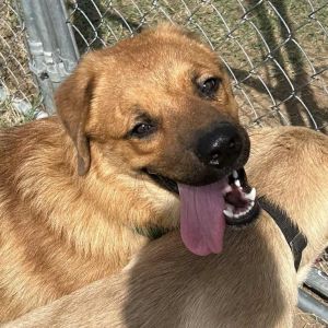 Sam, Adult Male Mixed Breed