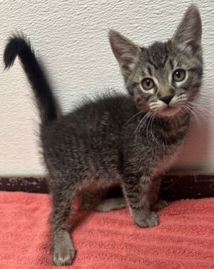 Beetle, Young Female Domestic Short Hair
